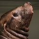 Portrait of the sea lion - PhotoDune Item for Sale