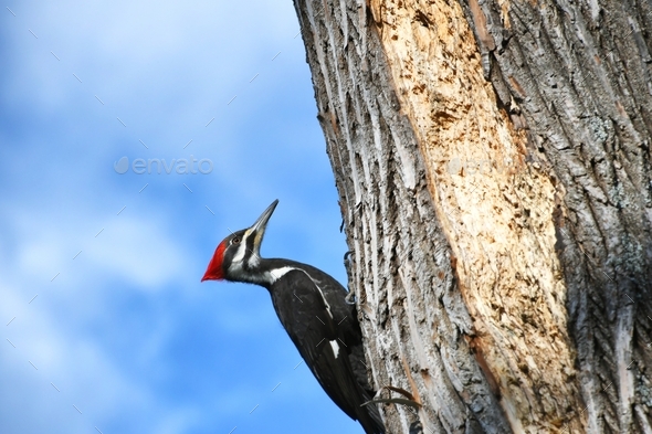 Pileated Woodpecker pecking on a tree against a blue sky