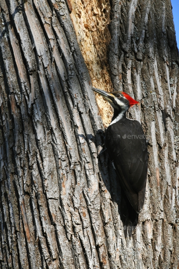 Pileated Woodpecker pecking on a tree looking for bugs to eat or making a new nest hole.