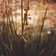 Vegetation. Close up. Macro. Depth of field. Autumn colors. Fall. - PhotoDune Item for Sale