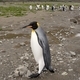 King Penguin in Fortuna Bay Antarctica &amp; Falkland Islands - PhotoDune Item for Sale