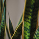 Snake plant - PhotoDune Item for Sale