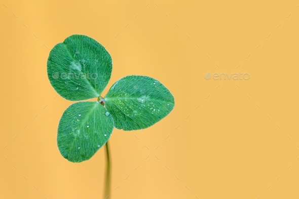 Clover leaf against yellow background, symbol of luck, St. Patrick’s Day