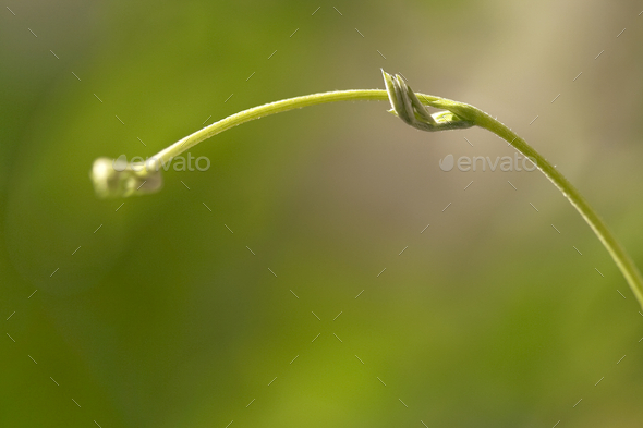 Young plant growing. Shape of a hand. Macro of the nature. Simplicity of the nature.