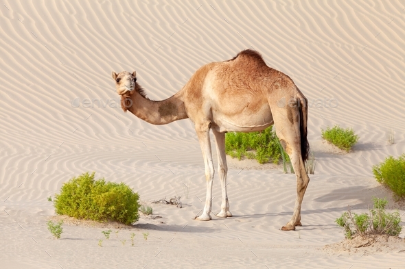 Middle Eastern camel walking in the desert in Abu Dhabi in UAE Stock ...