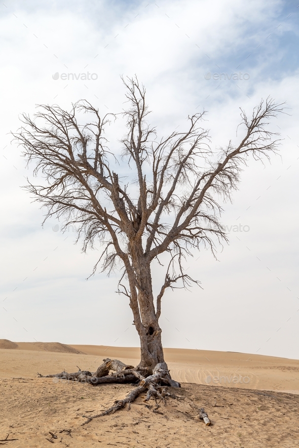 Dead tree with roots in the desert in UAE Stock Photo by vinnikava