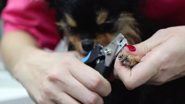 How to Make Nail Clipping Easy for Little Dog in Pet Salon