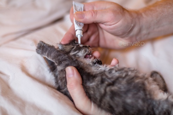 Kitten getting eye ointment from vet Stock Photo by moniquewray | PhotoDune