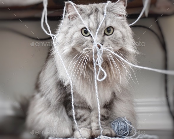 Caught in the act. Naughty mischievous cat playing with yarn