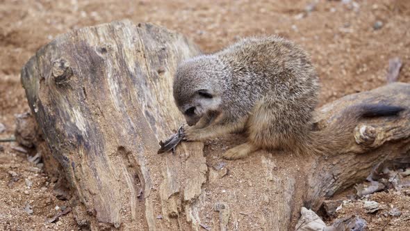 The meerkat eats the food it catches.