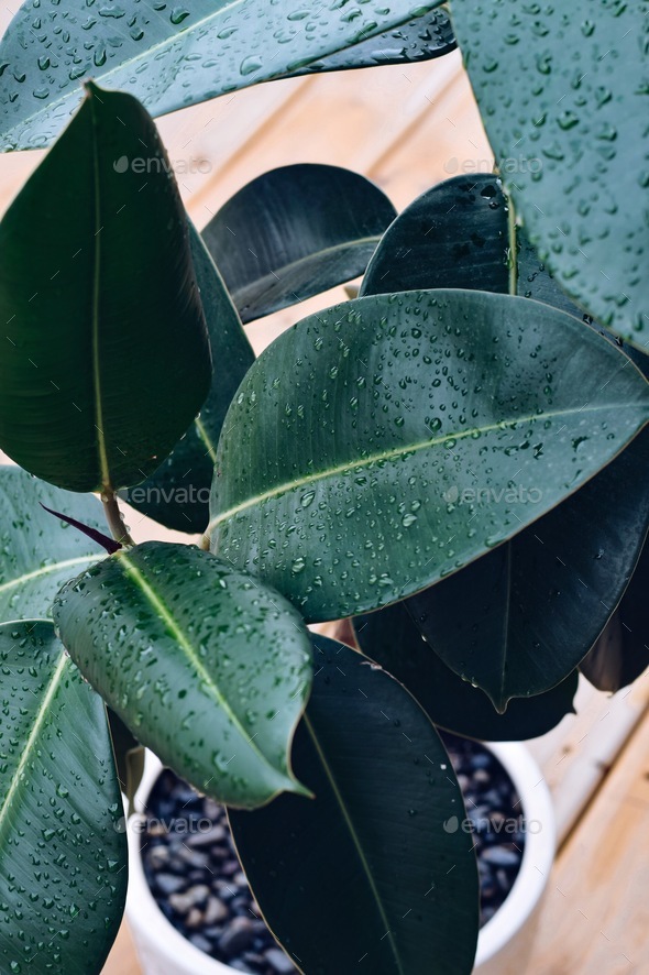 Ficus plant leaves wet after rain Stock Photo by JulieAlexK PhotoDune