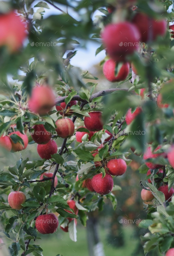 Apple tree full of ripe apples Stock Photo by JulieAlexK | PhotoDune