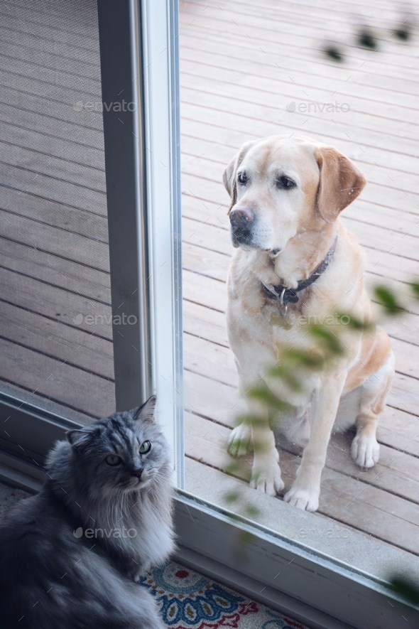 Dog wants to come inside, cat wants to go outside. Both sitting by the patio door waiting.