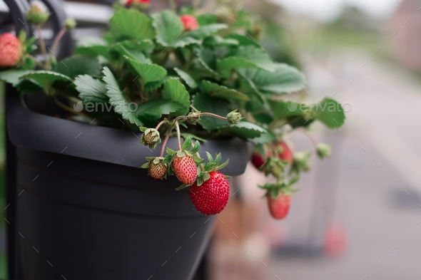 Strawberries growing in over the rail hanging container on a balcony ...