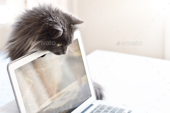 Funny cat peeking from behind the screen of laptop computer