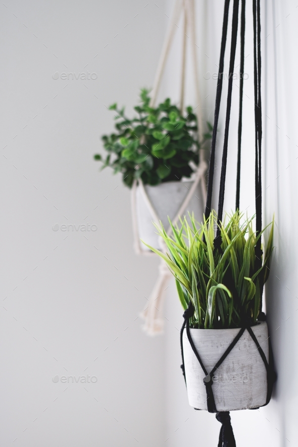 Decorative artificial plants hanging on macrame ropes on a wall  - Stock Photo - Images