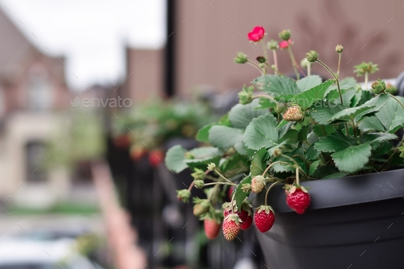 Strawberries growing in over the rail hanging container on a balcony ...