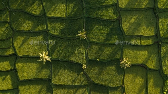Nature background in green color Aerial view of green rice terraces in Bali, Ubud. Abstract geometry - Stock Photo - Images