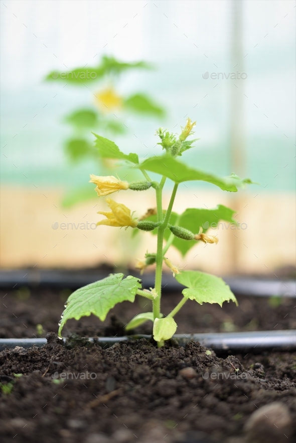 cucumber plant blooming while watering with a hose - Stock Photo - Images