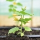 cucumber plant blooming while watering with a hose - PhotoDune Item for Sale