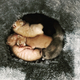 Cute kittens - PhotoDune Item for Sale