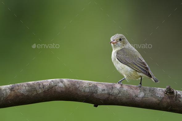 Pale billed  - Stock Photo - Images