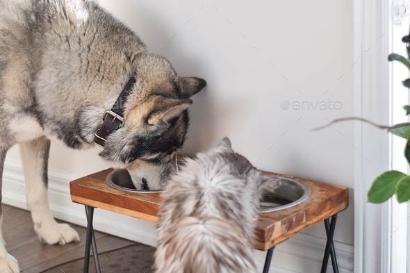 Dog and cat eating and drinking from the same bowl