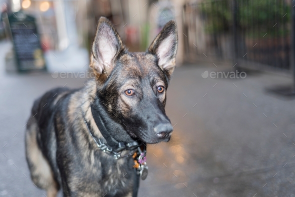 Guard dog - Stock Photo - Images