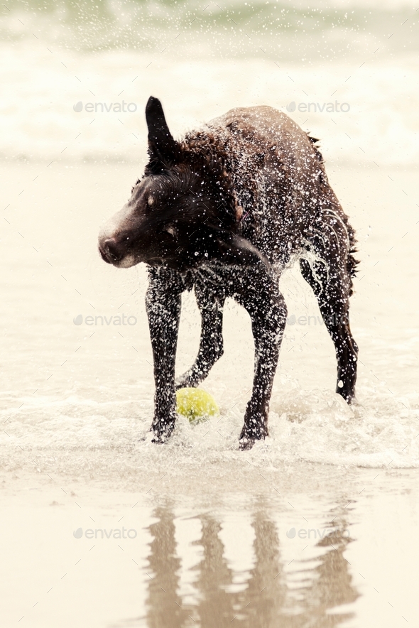 Chocolate Labrador dog shaking herself dry after retrieving ball from