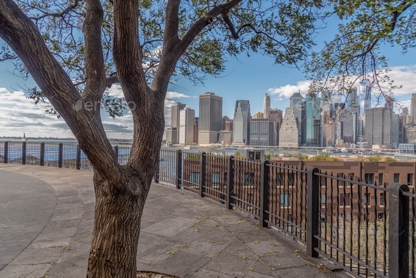 Tree with city skyline  - Stock Photo - Images