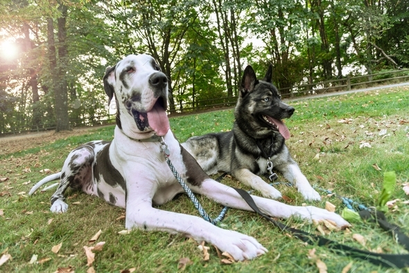 Two beautiful pure bred dogs resting with panting tongues on green grass.