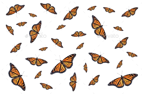 Multiple monarch butterflies pattern isolated on white background