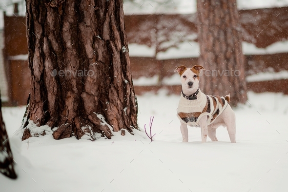 Dog jack russell terrier - Stock Photo - Images