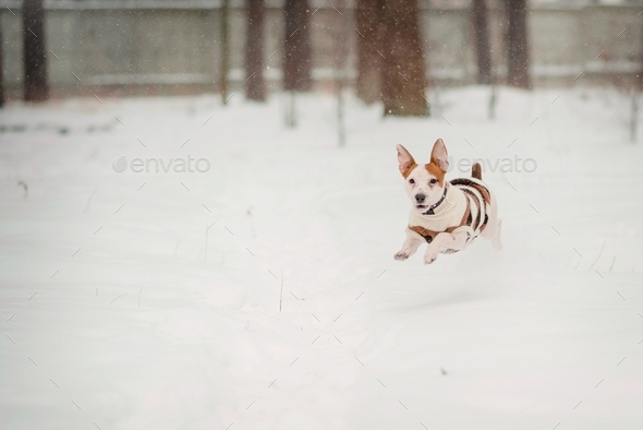 Dog jack russell terrier - Stock Photo - Images