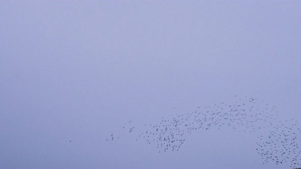 Starlings Forming Beautiful Murmurations In The Sky