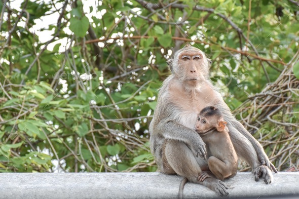 Monkey mummies breast feeding their little monkeys. Stock Photo by ...