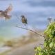  Juvenile starlings  - PhotoDune Item for Sale