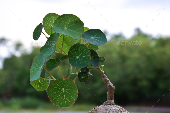 Stephania erecta Craib is growing and Green leaf Stock Photo by Jsttanrak