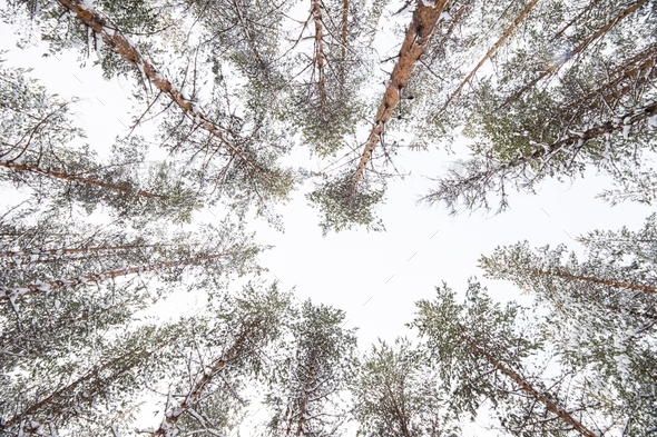 Looking up at tall pine trees towards the sky converging on each other, covered in snow  - Stock Photo - Images