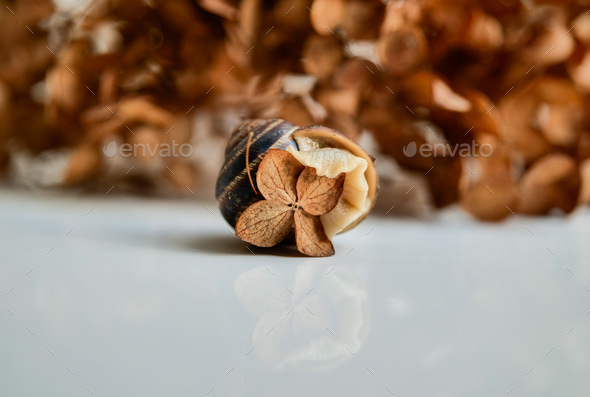 Grape Snail with autumn leaves - Stock Photo - Images