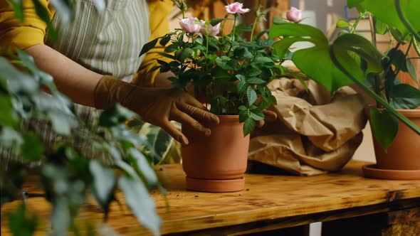 Female Hands Transplants Mini Roses alt