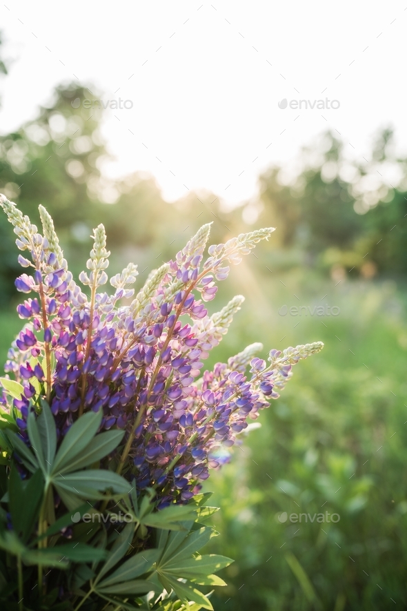 Bouquet of lupine flowers, backlit - Stock Photo - Images
