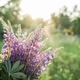 Bouquet of lupine flowers, backlit - PhotoDune Item for Sale