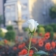 White rose in a garden in Braga, Portugal - PhotoDune Item for Sale
