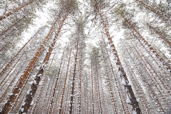 Looking up at tall pine trees towards the sky converging on each other, covered in snow  - Stock Photo - Images