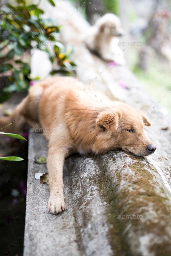 Lazy dog sleeping and resting on a concrete wall, having a doze during the daytime