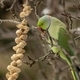 Green parrot eating peanuts from a string - PhotoDune Item for Sale