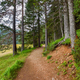 Hiking path in the forest near Black Lake (Crno Jezero) in Durmitor Nacional Park - PhotoDune Item for Sale