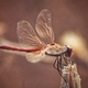 Orange dragonfly. - PhotoDune Item for Sale
