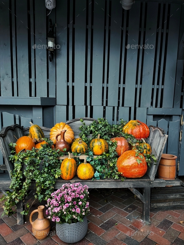 view of the composition of the pumpkin harvest for the holiday of halloween - Stock Photo - Images